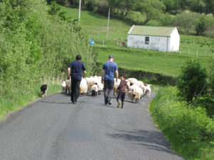 Schäfer Schafe Schottland Wolle