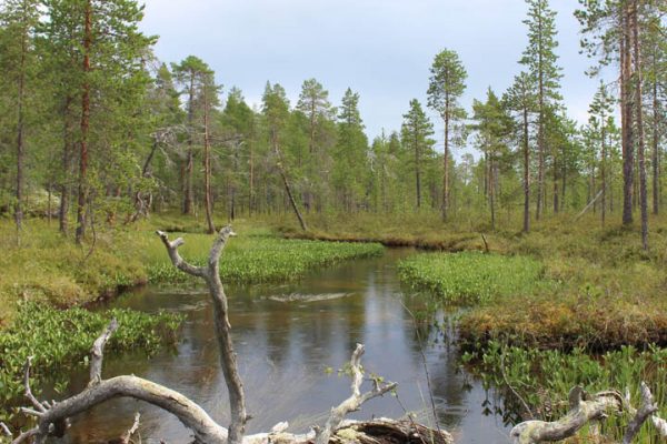 Finnland unberührte-Natur Seenlandschaft